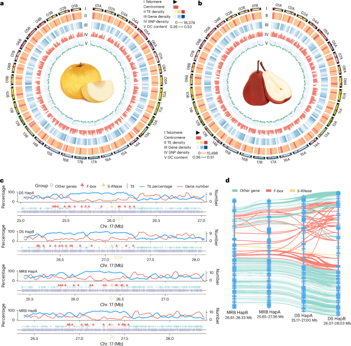 Haplotype-resolved, gap-free genome assemblies provide insights into the divergence between Asian and European pears