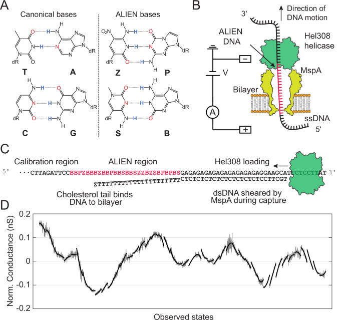 Sequencing a DNA analog composed of artificial bases