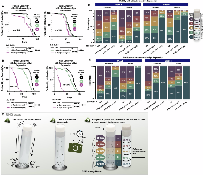 Regulation of polyamine interconversion enzymes affects α-Synuclein levels and toxicity in a Drosophila model of Parkinson’s Disease