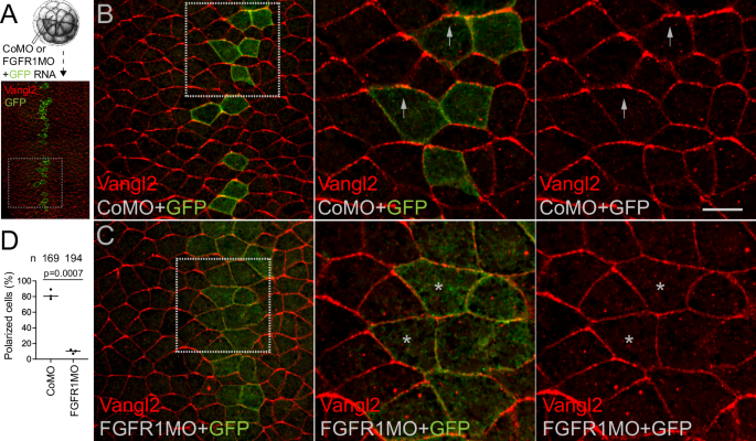 FGF receptor modulates planar cell polarity in the neuroectoderm via Vangl2 tyrosine phosphorylation