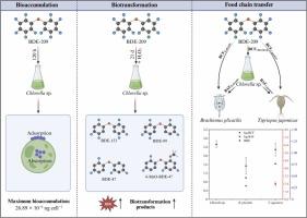 A toxicokinetic study of decabromodiphenyl ether (BDE-209) in marine planktonic food web-adsorption/absorption kinetics, biotransformation, transfer patterns along the food chain