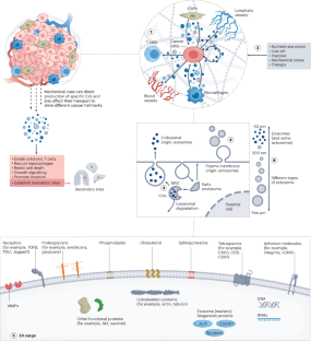 Mechanical regulation of extracellular vesicle activity during tumour progression