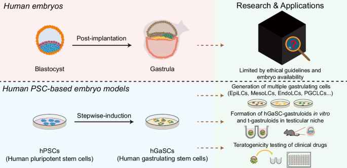 Cultured human stem cells undergoing gastrulation