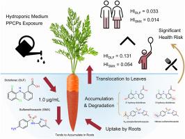 Bioaccumulation and health risk assessment of diclofenac and sulfamethoxazole and their biodegradation metabolites in carrot.