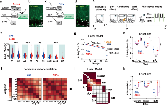 Transient reactivation of small ensembles of adult-born neurons during REM sleep supports memory consolidation in mice