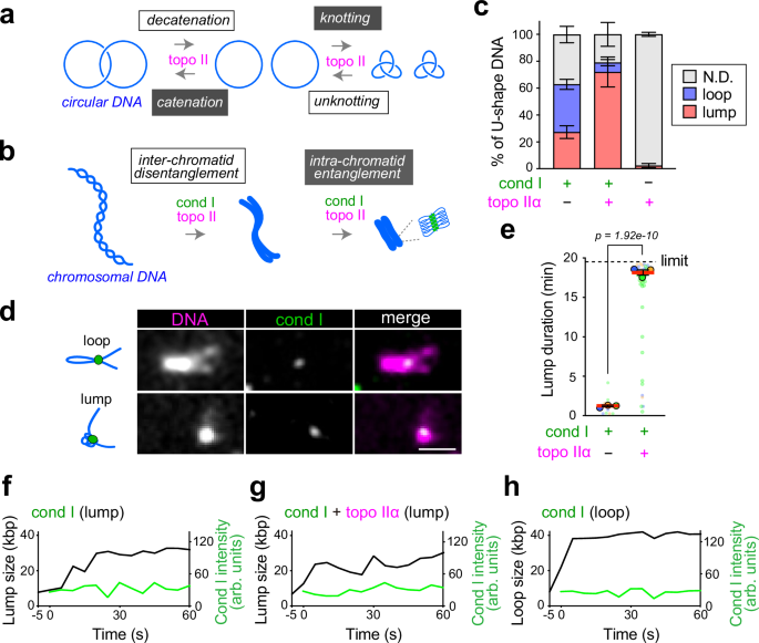 Functional interplay between condensin I and topoisomerase Iiα in single-molecule DNA compaction
