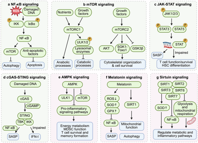 Immunosenescence: signaling pathways, diseases and therapeutic targets