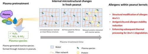 Moisture-dependent cold plasma pretreatment enhances allergen Ara h 1 reduction during heat processing in peanuts