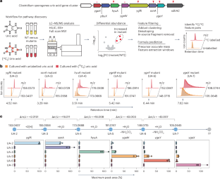 Gut bacteria degrade purines via the 2,8-dioxopurine pathway