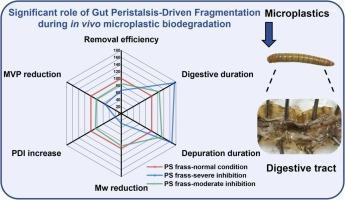 Overlooked Role of Peristalsis-Driven Gut Fragmentation of Microplastics by Plastivore Tenebrio molitor Larvae