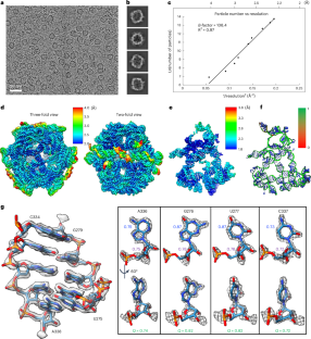 Structural insights into higher-order natural RNA-only multimers