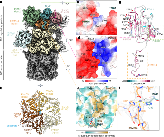 Structure of the TXNL1-bound proteasome
