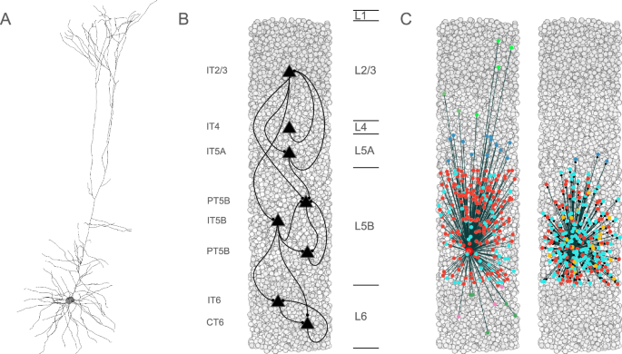 Enhanced beta power emerges from simulated parkinsonian primary motor cortex