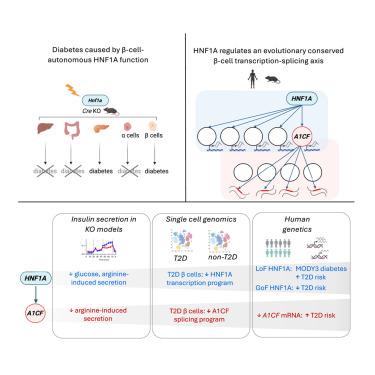 HNF1A and A1CF coordinate a beta cell transcription-splicing axis that is disrupted in type 2 diabetes
