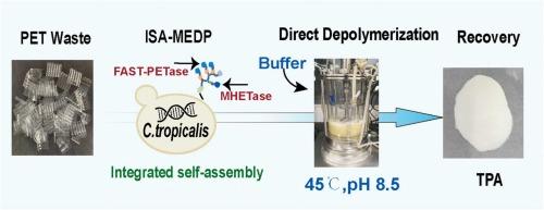 Integrated self-assembling multi-enzyme display platform on Candida tropicalis surface for efficient degradation of PET waste
