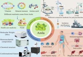 Recent developments in Phyllanthus emblica (amla) fruit polysaccharides: extraction, purification, nutritional values, structural characterizations and biological activities