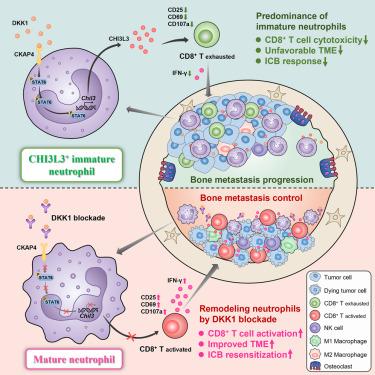 CHI3L3+ immature neutrophils inhibit anti-tumor immunity and impede immune checkpoint blockade therapy in bone metastases