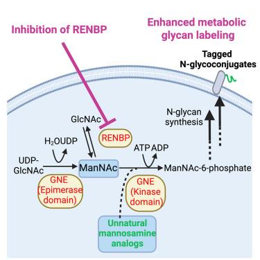 RENBP inhibition amplifies metabolic glycan labeling efficiency of antigen-presenting cells in vitro and in vivo