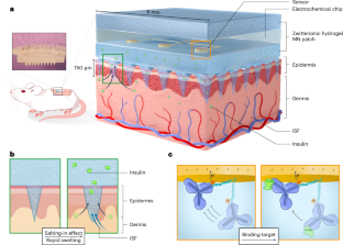 Continuous insulin monitoring using an antibody-protecting zwitterionic microneedle patch