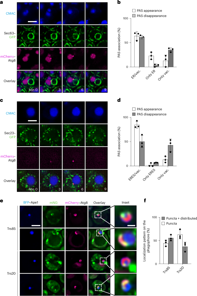 Establishment of the phagophore–ERES membrane contact site initiates phagophore elongation