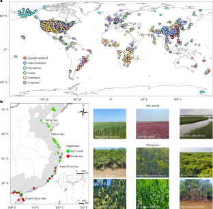 Enrichment of metastable iron minerals in global coastal wetlands