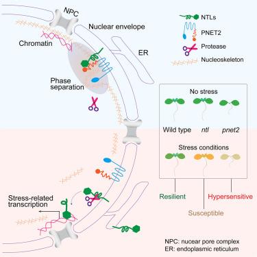 Nuclear lamina phase separation orchestrates stress-induced transcriptional responses in plants