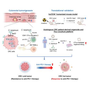 Tumor-resident probiotic Clostridium butyricum improves aPD-1 efficacy in colorectal cancer models by inhibiting IL-6-mediated immunosuppression