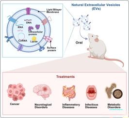 Oral natural extracellular vesicles for biomedical applications: Advances and clinical perspectives