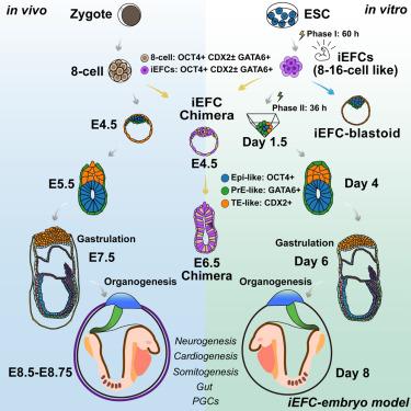 A complete model of mouse embryogenesis through organogenesis enabled by chemically induced embryo founder cells