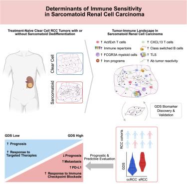 Comprehensive tumor-immune profiling reveals mediators of paradoxical immune sensitivity in sarcomatoid renal cell carcinoma