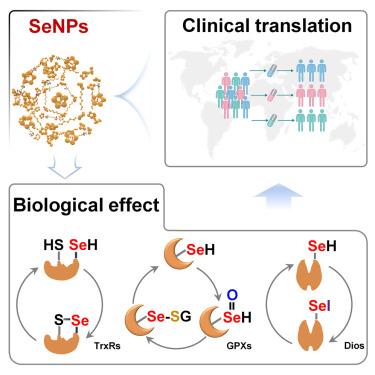 Structure-driven medicinal applications of selenium nanoparticles: Challenges and opportunities in clinical translation