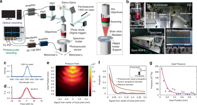 Multi-photon, label-free photoacoustic and optical imaging of NADH in brain cells