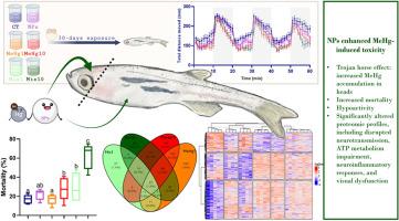The Trojan horse effect of nanoplastics exacerbates methylmercury-induced neurotoxicity during zebrafish development