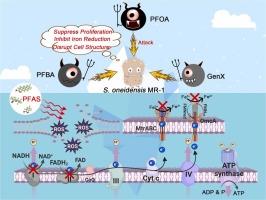 Toxicity of perfluorinated compounds to iron-reducing bacteria and their inhibitory effects on extracellular electron transfer