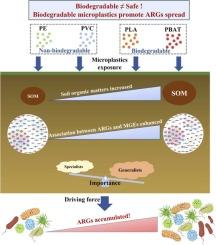Biodegradable microplastics exacerbate the risk of antibiotic resistance genes pollution in agricultural soils