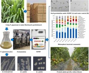 A novel microbial fertilizer derived from Pennisetum giganteum juice for drip-fertigation of solanaceous fruit vegetables