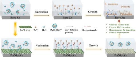 Interfacial electric field and desolvation regulation via conducting polymer interphase enables stable zinc anode