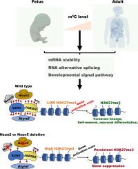 RNA-m5C regulatory atlas of human fetal tissues uncover the activities of Nsun2/Jarid2/Alyref axis