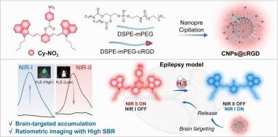 Brain-targeted NIR-I/NIR-II ratiometric fluorescence nanoprobe for in situ monitoring of dynamic H2S fluctuations during epileptic seizures