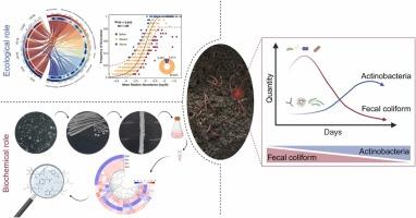 Antagonistic effects of Actinobacteria on fecal coliforms in sludge vermicomposting: Studies based on ecological and biochemical perspectives
