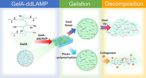 Acryloyl Gelatin as Polymer Additive to Droplet Digital LAMP for DNA Quantification