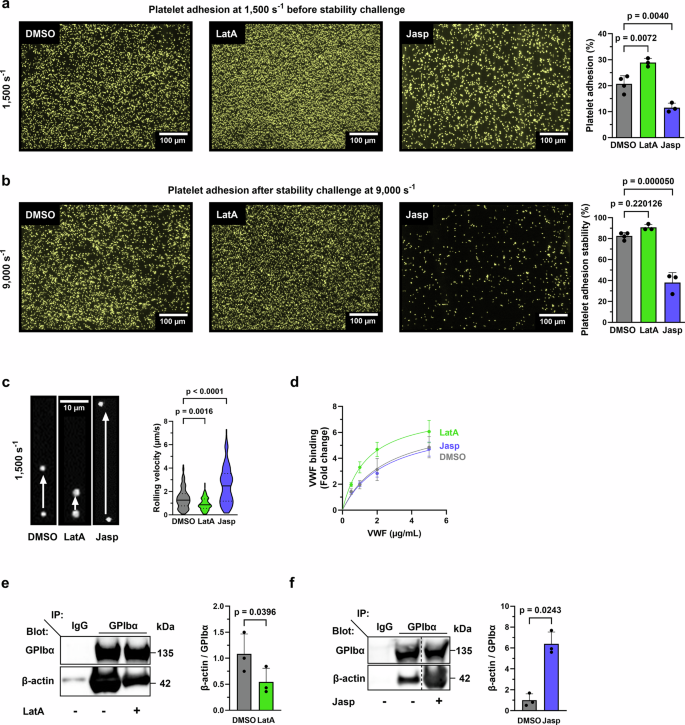 F-actin disassembly by the oxidoreductase MICAL1 promotes mechano-dependent VWF-GPIbα interaction in platelets