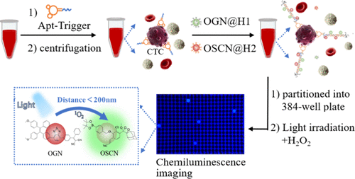 Single-Cell Detection of Circulating Tumor Cells by a Proximity-Enabled Singlet-Oxygen Chemiluminescence Assay
