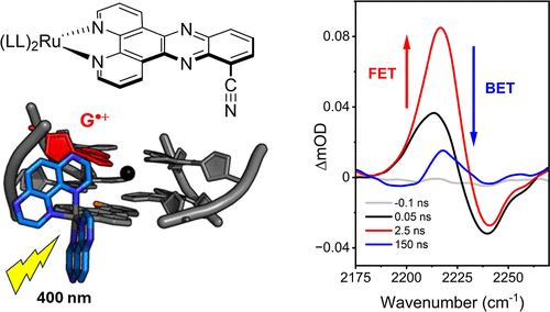 Eyes on the Prize: Tracking Electron Transfer in G-Rich Duplex and Quadruplex DNA Using Enantiopure Ruthenium Polypyridyl Infrared Redox Probes