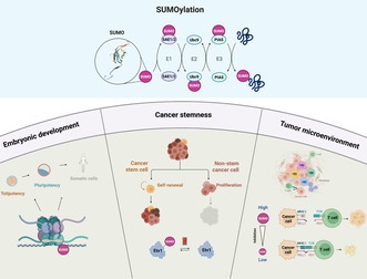 Small modifier, big decision: switching to SUMO mode adds weight to cancer stemness in mammary tumors.