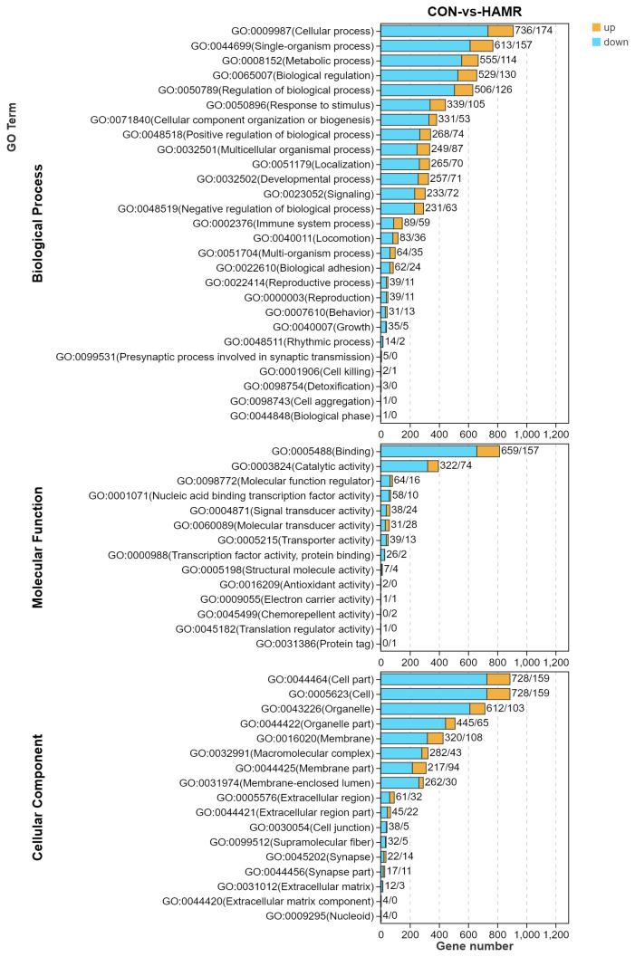 Molecular regulatory mechanisms of dietary supplementation with Allium mongolicum Regel powder to improve muscle development and meat quality in Angus calves.