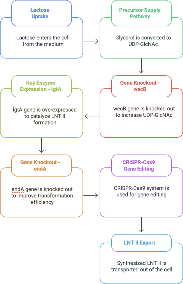 Therapeutic engineering of the gut microbiome using synthetic biology and metabolic tools: a comprehensive review with E. coli Nissle 1917 as a model case study