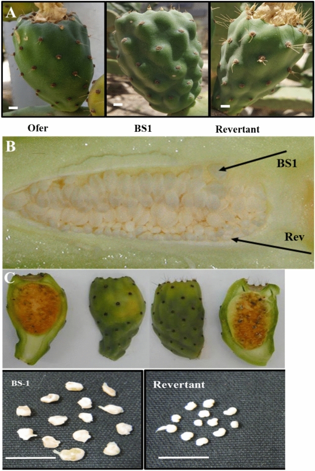Gibberellin-induced parthenocarpy in fruits of a prickly pear mutant.