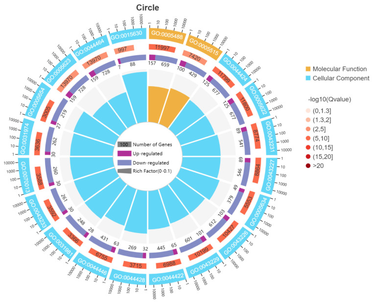 Molecular regulatory mechanisms of dietary supplementation with Allium mongolicum Regel powder to improve muscle development and meat quality in Angus calves.