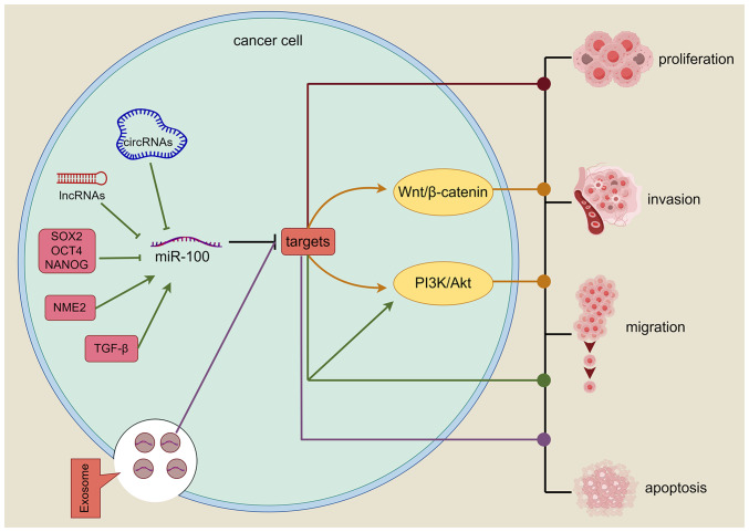 Role and potential mechanisms of miR‑100 in different diseases (Review).